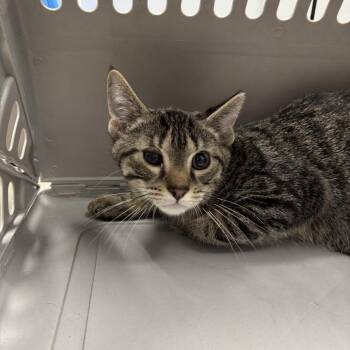David -  Domestic Short Hair Cat for Adoption in Indianapolis, Indiana - David | PetCurious