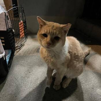 Rescue American Shorthair Cats for Adoption in New York, New York - Sully | PetCurious
