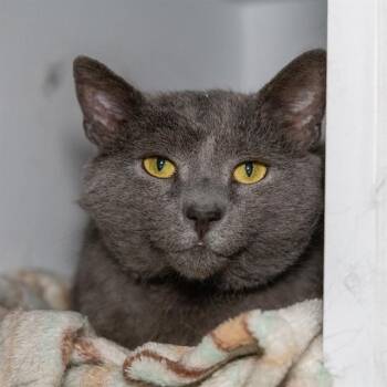 Domestic Short Hair Cats Available for Adoption - CLAMS CASINO | PetCurious