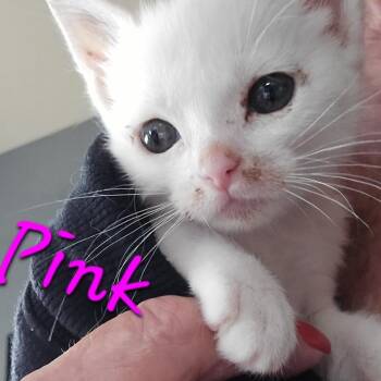 Domestic Short Hair Cats Available for Adoption in Prescott, Arizona - Pink | PetCurious