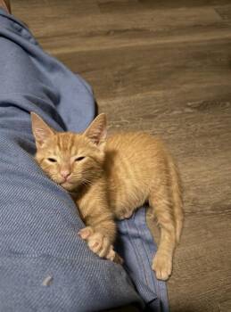 ALVIN -  Domestic Short Hair Cat for Adoption in Charlotte, North Carolina - ALVIN | PetCurious