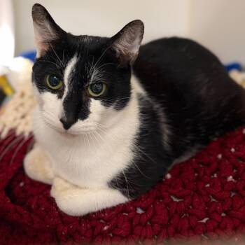 Domestic Short Hair Cats Available for Adoption in West Palm Beach, Florida - Acer | PetCurious