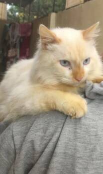 Layl - Egypt -  Himalayan Cat Available for Adoption in Nutley, New Jersey - Layl - Egypt | PetCurious
