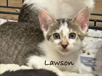 Lawson -  Domestic Short Hair Cat for Adoption in Pawleys Island, South Carolina - Lawson | PetCurious