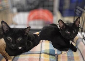 Rescue Domestic Short Hair Cats for Adoption in Massillon, Ohio - Obie And Toby | PetCurious