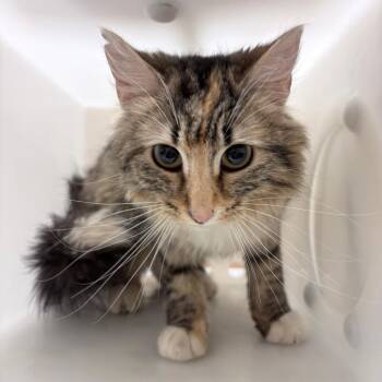 Bikini -  Domestic Medium Hair Cat for Adoption in Reno, Nevada - Bikini | PetCurious