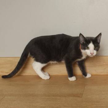 Rambo C70585 -  Domestic Short Hair Cat for Adoption in Minnetonka, Minnesota - Rambo C70585 | PetCurious