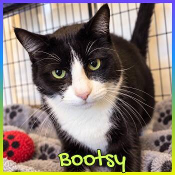 BOOTSY -  Domestic Short Hair Cat for Adoption in Southbury, Connecticut - BOOTSY | PetCurious