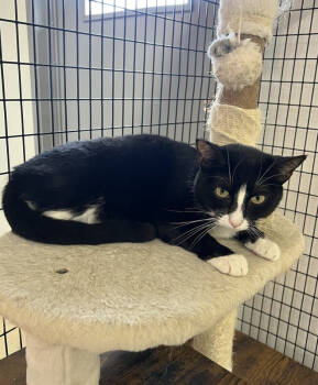 Rescue American Shorthair and Manx Cats for Adoption in Stockton, California - Panther | PetCurious