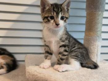 Lola -  Domestic Short Hair Cat for Adoption in Oradell, New Jersey - Lola | PetCurious