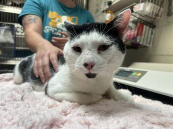 Rescue Domestic Short Hair Cats for Adoption in Raleigh, North Carolina - PUFFY | PetCurious