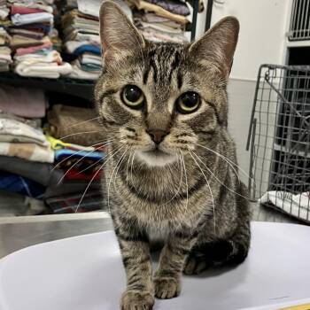 Domestic Short Hair Cats Available for Adoption in Las Cruces, New Mexico - Cecilia | PetCurious