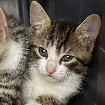 Domestic Short Hair Cats Available for Adoption in Pompano Beach, Florida - Onion Ring | PetCurious