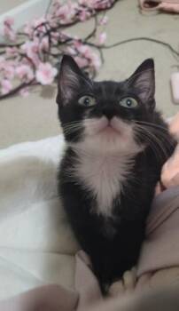 A1269877 -  Domestic Short Hair Cat for Adoption in Charlotte, North Carolina - A1269877 | PetCurious