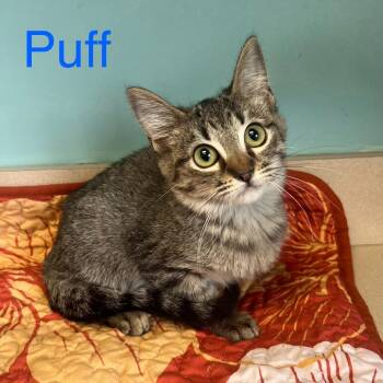 Rescue Domestic Short Hair Cats for Adoption in Columbus, Georgia - Puff | PetCurious