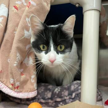 General Mills -  Domestic Short Hair Cat Available for Adoption in Enfield, New Hampshire - General Mills | PetCurious