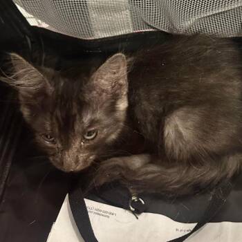 Oscar -  Domestic Short Hair Cat for Adoption in Las Vegas, Nevada - Oscar | PetCurious