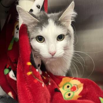 Fluffy -  Domestic Medium Hair Cat Available for Adoption in Fort Wayne, Indiana - Fluffy | PetCurious