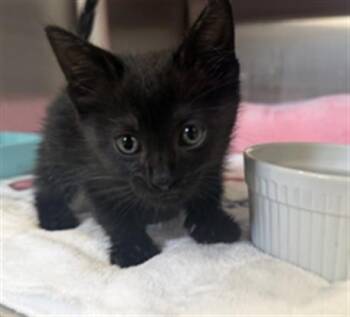 Domestic Short Hair Cats Available for Adoption in Redlands, California - HOTDOG- PENDING ADOPTION | PetCurious