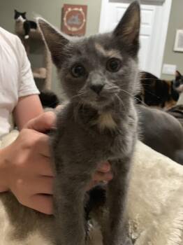 GEE GEE -  Domestic Short Hair Cat for Adoption in Holbrook, New York - GEE GEE | PetCurious