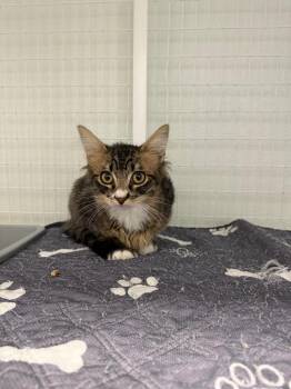 Cupid -  Domestic Medium Hair Cat for Adoption in Brookings, Oregon - Cupid | PetCurious