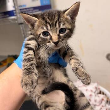 Tickles -  Domestic Short Hair Cat for Adoption in Philadelphia, Pennsylvania - Tickles | PetCurious