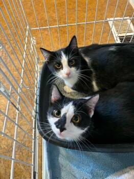 Domestic Short Hair Cats Available for Adoption in Webster Groves, Missouri - Bayonetta (Bonded With Screech) | PetCurious