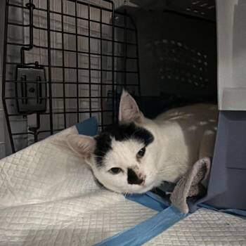 Stanley 2 -  Domestic Short Hair Cat for Adoption - Stanley 2 | PetCurious