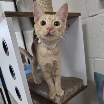 Habanero -  Domestic Short Hair Cat for Adoption in Laredo, Texas - Habanero | PetCurious