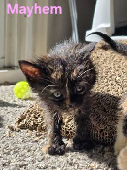 Domestic Medium Hair and Tortoiseshell Cats Available for Adoption in Livonia, Michigan - C323 Litter Mayhem | PetCurious