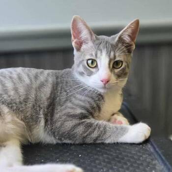 Domestic Short Hair Cats Available for Adoption - Fern | PetCurious