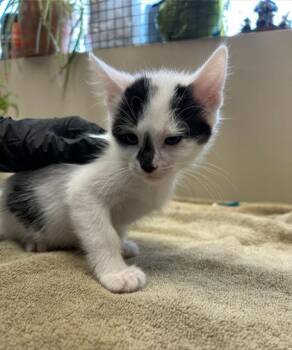 Lexus -  Domestic Short Hair Cat for Adoption in Fishers, Indiana - Lexus | PetCurious