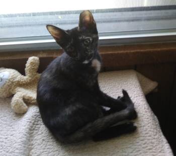 Autumn -  Domestic Short Hair Cat for Adoption in PORT WENTWRTH, Georgia - Autumn | PetCurious
