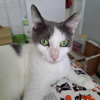 Cloudy -  Domestic Short Hair Cat for Adoption in Fort Lauderdale, Florida - Cloudy | PetCurious
