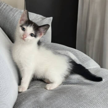 Rescue Domestic Short Hair Cats for Adoption in Mocksville, North Carolina - Sophie | PetCurious