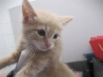 A383133 -  Domestic Short Hair Cat for Adoption in Ocala, Florida - A383133 | PetCurious