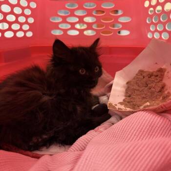Bat the Cat -  Domestic Medium Hair Cat for Adoption in Durango, Colorado - Bat The Cat | PetCurious