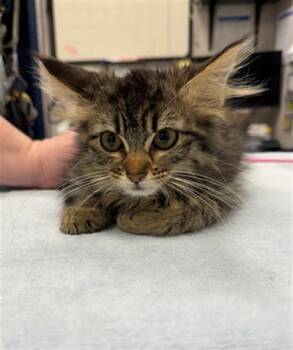 JANE -  Domestic Medium Hair Cat for Adoption in Peoria, Illinois - JANE | PetCurious