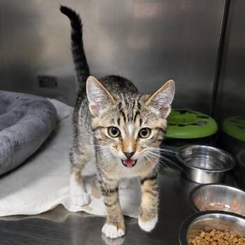 Bub -  Domestic Short Hair Cat for Adoption in San Jacinto, California - Bub | PetCurious
