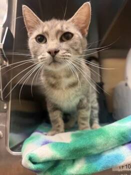 Sage -  Domestic Short Hair Cat for Adoption in Wichita, Kansas - Sage | PetCurious