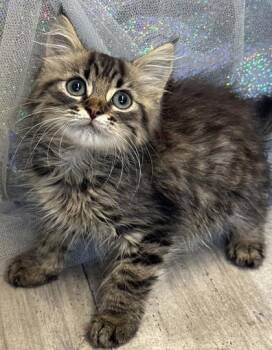 Mr. Fluff -  Domestic Medium Hair and Domestic Short Hair Cat for Adoption in Shreveport, Louisiana - Mr. Fluff | PetCurious