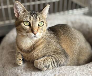 Rescue Domestic Short Hair Cats for Adoption in Shenandoah, Iowa - Abby | PetCurious