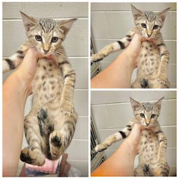 Martini -  Domestic Short Hair Cat for Adoption in New York, New York - Martini | PetCurious
