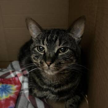Boo -  Domestic Short Hair Cat for Adoption in Monroe, Louisiana - Boo | PetCurious