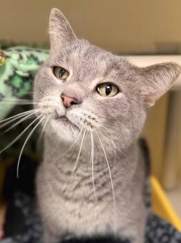 Cesar -  Domestic Short Hair Cat for Adoption in Menomonie, Wisconsin - Cesar | PetCurious