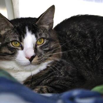 Rescue Domestic Short Hair Cats for Adoption in Hopkinton, Massachusetts - Storm | PetCurious