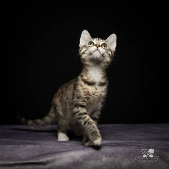 Rescue Tabby Cats for Adoption in Calimesa, California - Lorelei | PetCurious