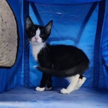 Rescue Domestic Short Hair Cats for Adoption in Toledo, Ohio - Bert | PetCurious