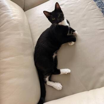 Mousecowitz -  Domestic Short Hair Cat for Adoption in Coachella, California - Mousecowitz | PetCurious
