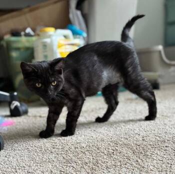 Panther -  Domestic Short Hair Cat for Adoption in East Greenwich Township, New Jersey - Panther | PetCurious